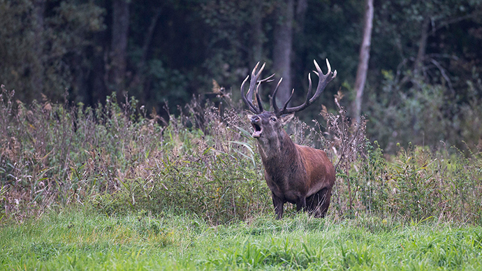 Radioactive reindeer: Mushrooms blamed for Cesium spike in Norway