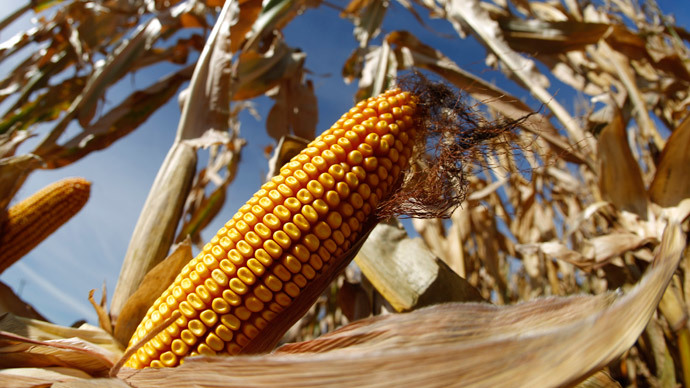 Billion-dollar lawsuits claim GMO corn 'destroyed' US exports to China