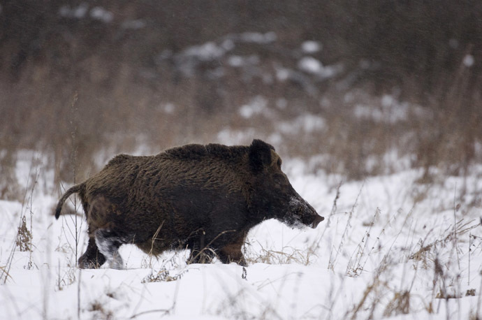 Reuters/Vasily Fedosenko