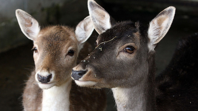 Oh, deer! Outrage as Zurich zoo puts animals… on menu
