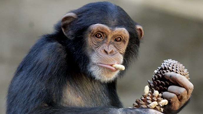 Human rights for chimpanzees? NY court to decide in landmark legal battle