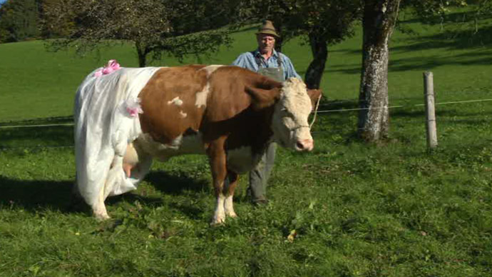 Fertilize that! German farmer dresses cows in diapers in EU protest