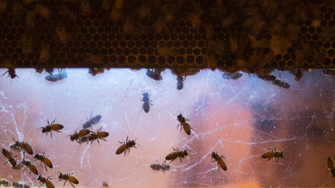 800,000 bees kill Arizona gardener in unprovoked attack