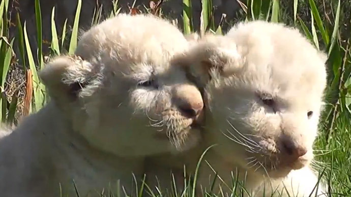 Ultra-rare white lion cubs born in Crimean zoo (VIDEO)