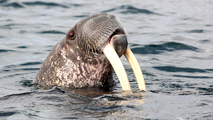 166 climbing walruses fall to their deaths in Russia’s Chukotka
