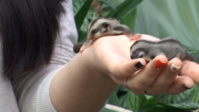 'Exemplary family': Rare twin gliding possum cubs go on show at Urals zoo (VIDEO)