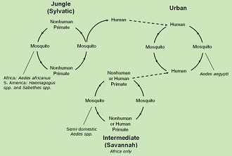 Transmission Cycles of Yellow Fever Virus (US Centers for Disease Control and Prevention)