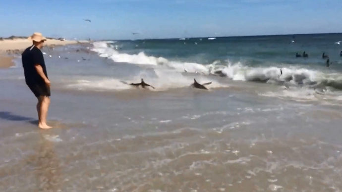 We’re going to need a bigger beach: Sharks come ashore during massive feeding frenzy (VIDEO)