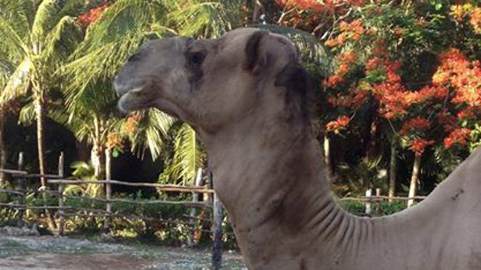 Soda addict? Camel brutally kills Chicago man in Mexico wildlife park