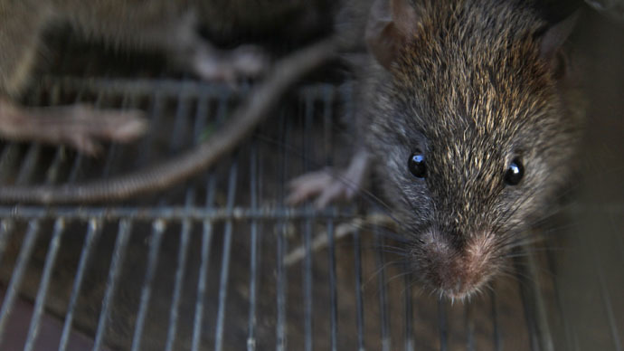 Rat City! NY vermin carry 18 new viruses - scientists