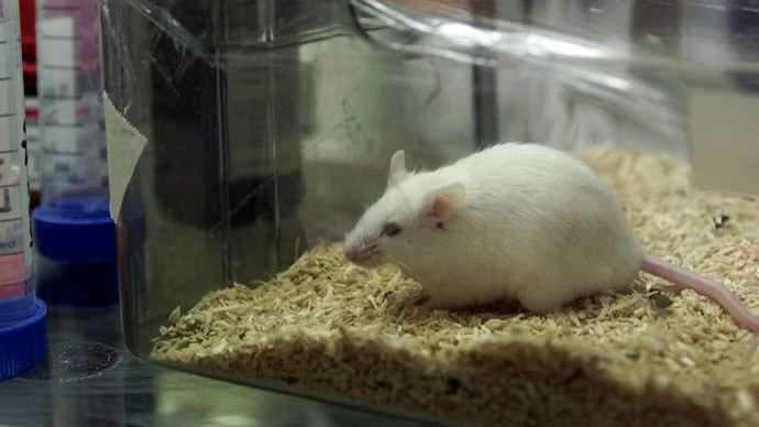 Spare parts for people? Stem cell-generated human intestine grown in lab mouse