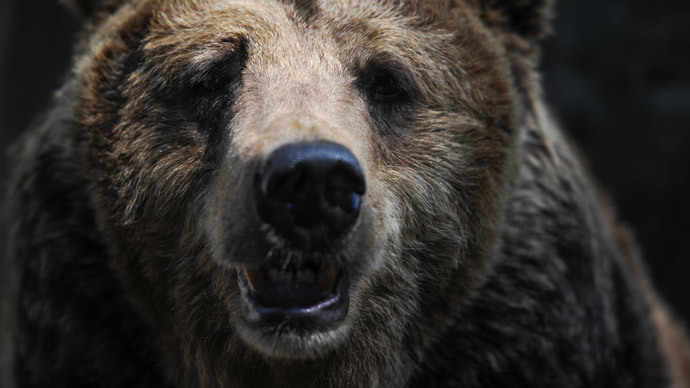 ​Hardware VS Predator: Man repelled Siberian bear attack with computer