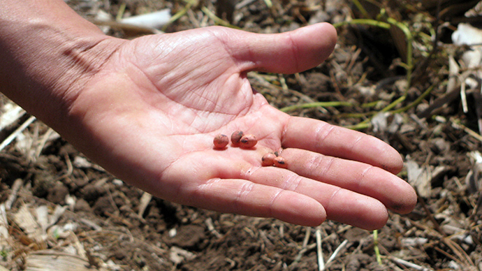 ​‘Bee killer’ pesticide provides little benefit to farmers - EPA