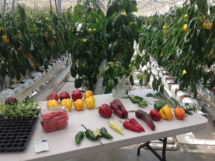 Different varieties of wild or experimental peppers are displayed on a tablein a greenhouse, part of a global center which selects vegetable and fruit seeds, owned by global Swiss agribusiness Syngenta AG, in Sarrians, southeastern France. (AFP Photo / Sandra Laffont)