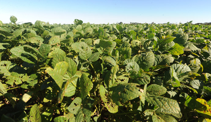 Soybean plantation (AFP Photo / Norberto Duarte)