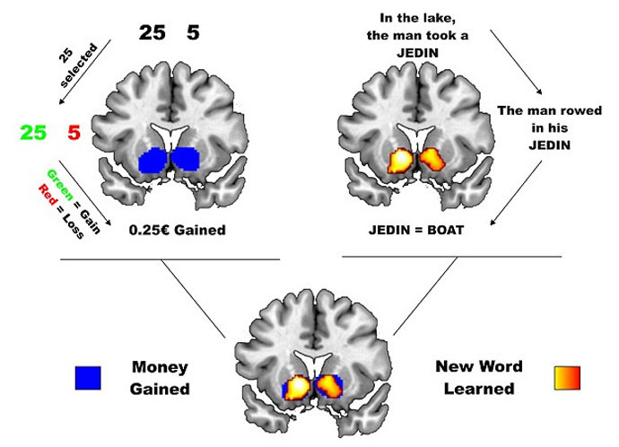 Learning new words stimulates the same part of the brain as gambling (Image from the study âThe role of reward in word learning and its implications for language acquisitionâ)