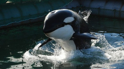 Not ‘furniture’ any more: Animals in France get status upgrade after 200 yrs