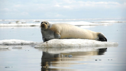 Not ‘furniture’ any more: Animals in France get status upgrade after 200 yrs