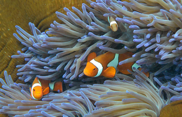 Fish swimming through the coral on Australia's Great Barrier Reef. (AFP Photo / William West)