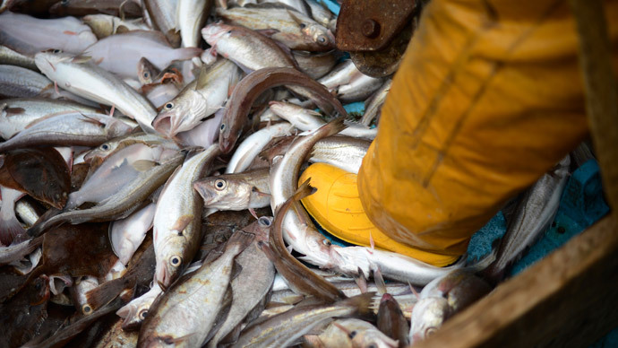 Fish-ocide! British tuna firms killing 1,000s of endangered sea creatures – Greenpeace