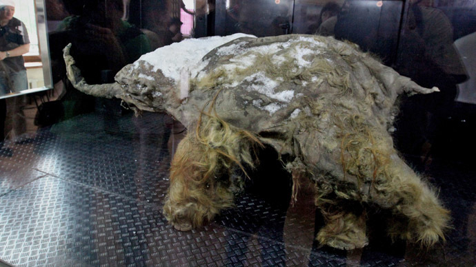 Meet Yuka, age 39,000: Best-preserved mammoth ever found goes on display in Moscow (VIDEO)