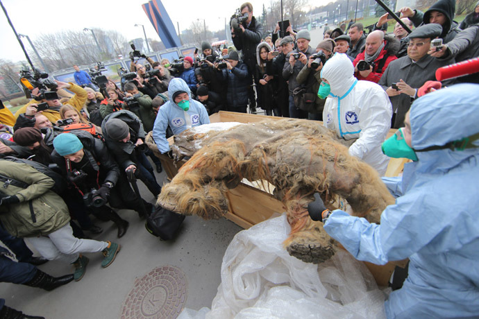 Landing the Yakutian baby mammoth "Yuka" outside the Central Artist House before the onset of the Russian Geographical Society Festival. (RIA Novsti/Vitaly Belousov)