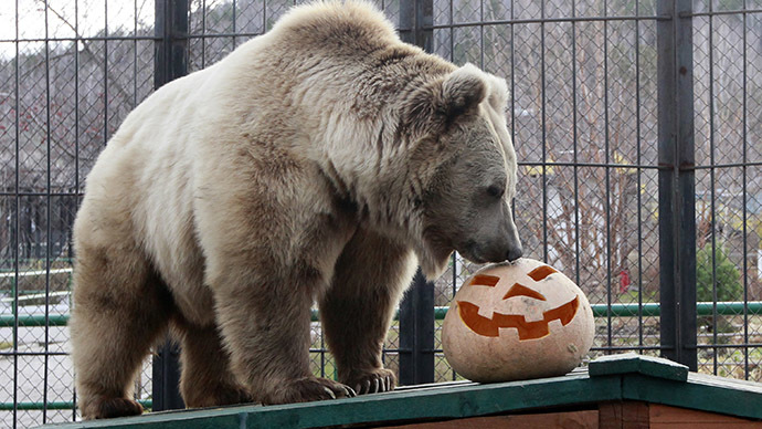 Pamir, a six-year-old Tien Shan White Claw bear, sniffs a pumpkin during Halloween celebrations at the Royev Ruchey Zoo, on the suburbs of Russia's Siberian city of Krasnoyarsk. (Reuters/Ilya Naymushin)