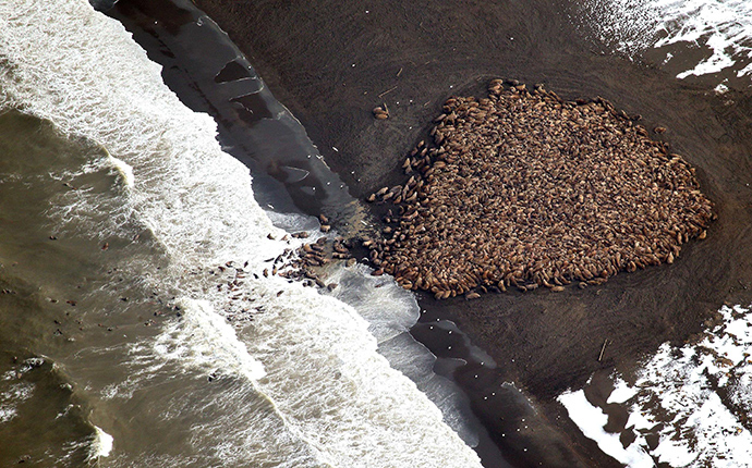 This National Oceanic and Atmospheric Administration(NOAA photo obtained October 1, 2014 shows an estimated 35,000 walrus as they gather on shore on September 23, 2014 about 5 miles(8 km) north of Point Lay, Alaska according to NOAA (AFP Photo / NOAA)