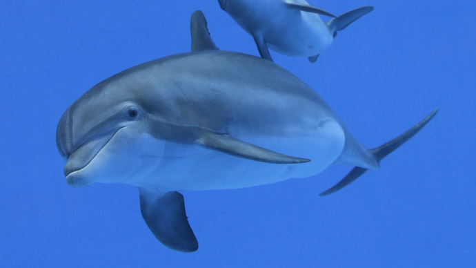 ‘Protect megafauna': Call to save sea life in UK waters from overfishing, pollution