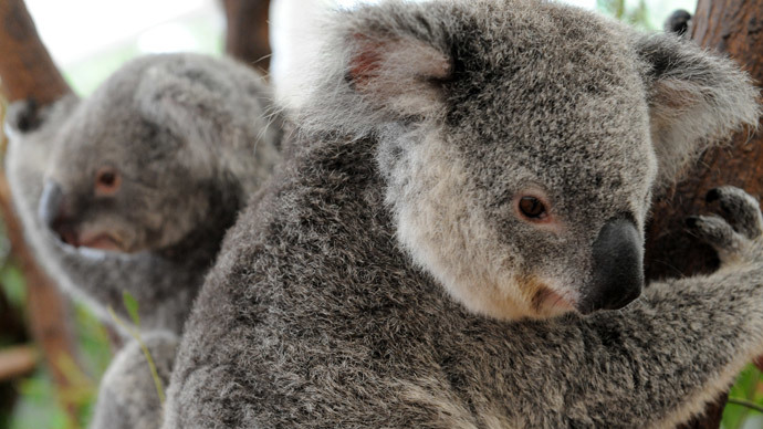 Aussie koalas trained for cuddles with Putin, Obama & Merkel at G20