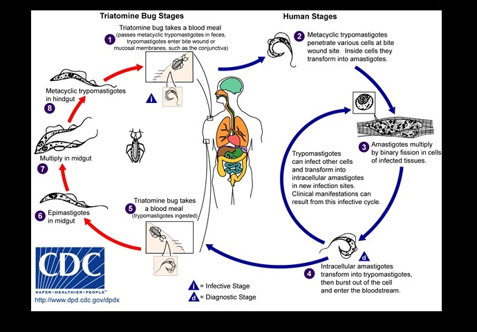 The life cycle of Chagas disease, a zoonotic disease that can be transmitted to humans by blood-sucking triatomine bugs that contain the protozoan parasite, Trypanosoma cruzi, in their feces (US Centers for Disease Control and Prevention)