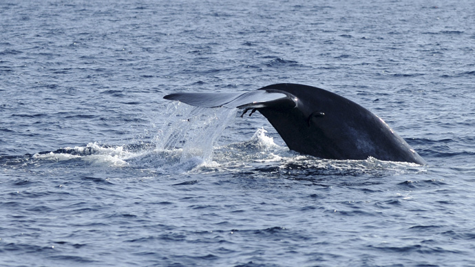 US Navy to kill, injure ‘thousands’ of whales, dolphins during drills – activists