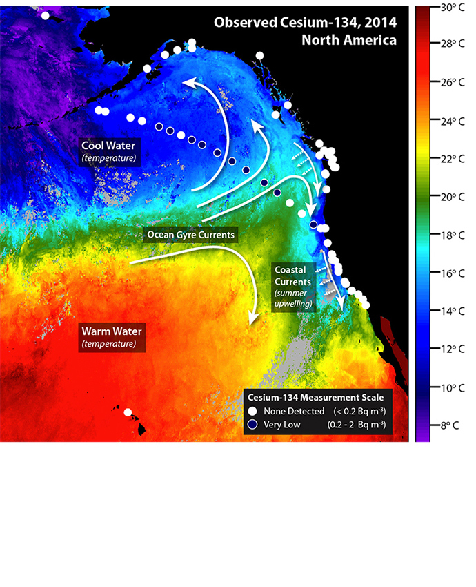 Satellite measurements of ocean temperature (illustrated by color) from July 28th to August 4th and the direction of currents (white arrows) help show where radionuclides from Fukushima are transported. Large scale currents transport water westward across the Pacific. Upwelling along the west coast of North America in the summertime brings cold deep water to the surface and transports water offshore. Circles indicate the locations where water samples were collected. White circles indicate that no cesium-134 was detected. Blue circles indicate locations were low levels of cesium-134 were detected. No cesium-134 has yet been detected along the coast, but low levels have been detected offshore. (Woods Hole Oceanographic Institution)