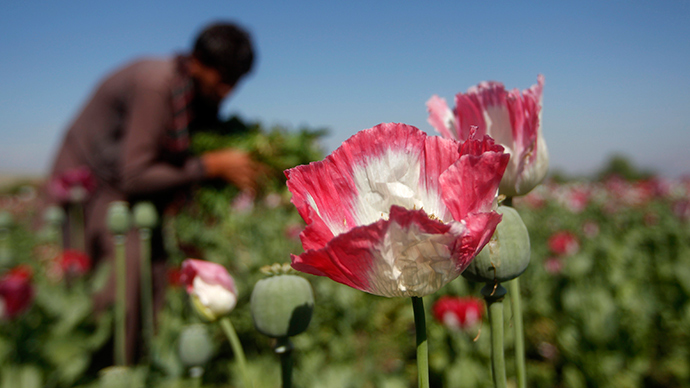 Record opium poppy cultivation has 5% of Afghan pop. using heroin