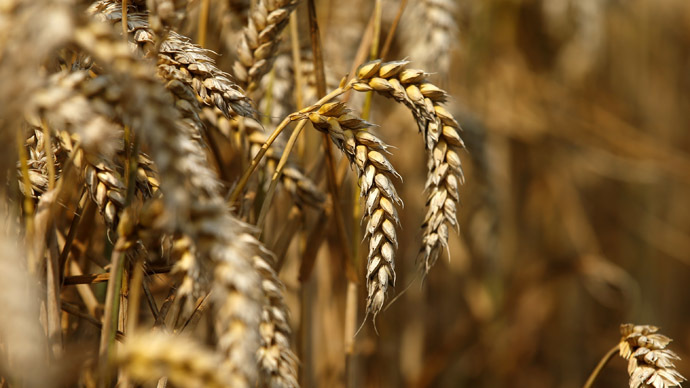 Monsanto to pay $2.4mn to farmers over 2013 GMO-wheat scare
