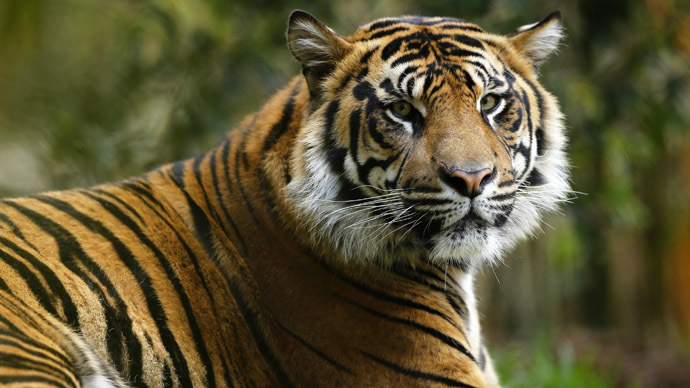 Disney & the beast: Police hunt for tiger on loose near Paris theme park