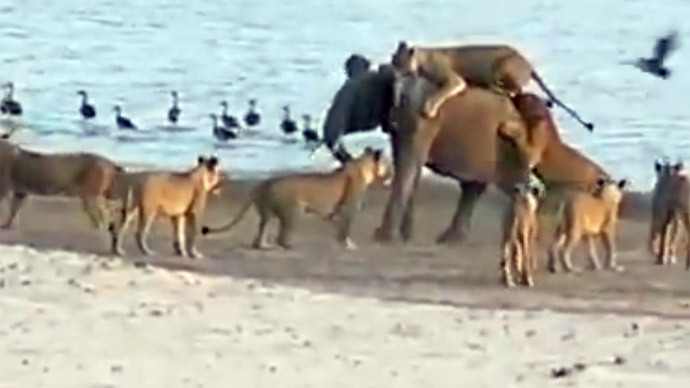 Incredible video of young elephant repelling 14 hungry lions