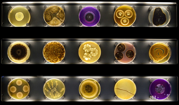 A display of Petri dishes with microbes growing in them at Micropia, the worldâs first "interactive microbe zoo" in Amsterdam (AFP Photo / Maarten Van Der Wal)