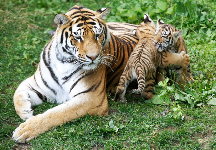 Siberian tigers (Reuters / Mathieu Belanger)