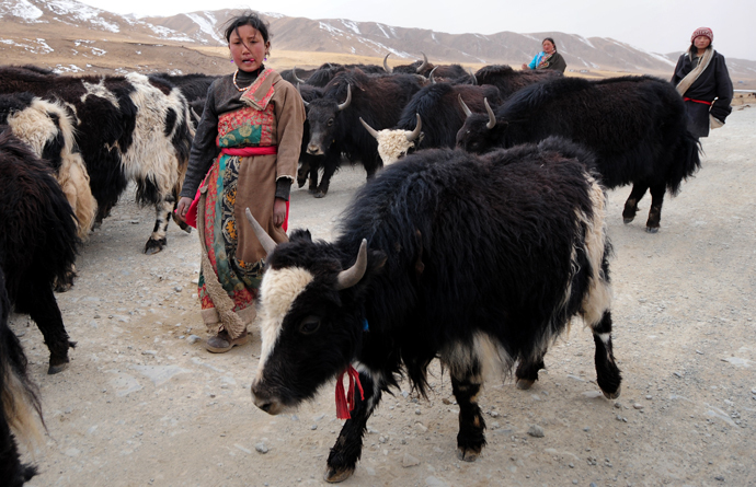 Tibetan herders walk their yaks along a highway over 250 km southwest of Xining on the road to Lajiasi, or Ra'gyagoinba in Tibetan in northwest China's Qinghai province, a vast region on the Tibetan plateau known as Amdo. (AFP Photo / Frederic J. Brown)