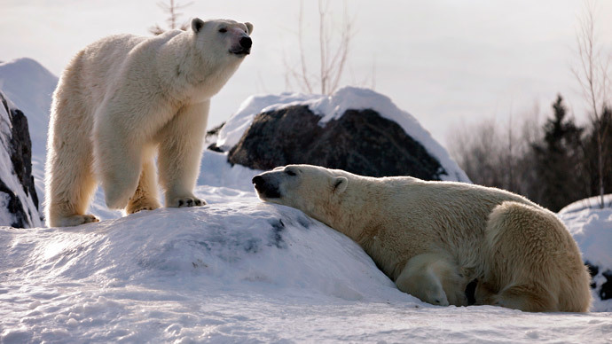 Barely surviving: Alaska's polar bear population falls 40% in 10 years