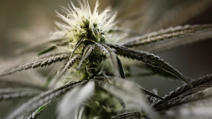 Homegrown: Chile's marijuana moms break law, desperate to rid epileptic kids of pain