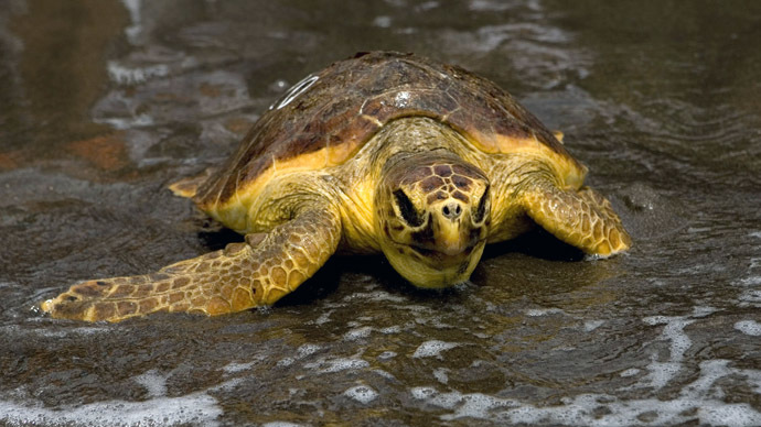 1,000 dead turtles: Vietnam prevents record haul of endangered reptiles to China (VIDEO)