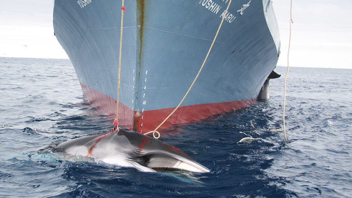 'For science’s sake’: Japan insists on whaling despite world condemnation