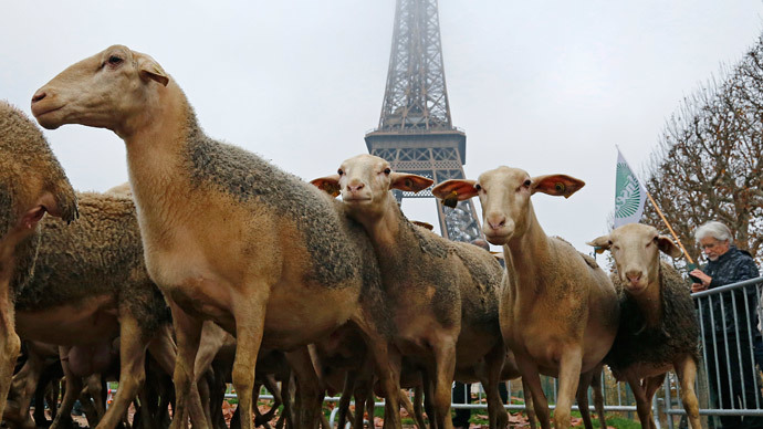 French farmers take sheep flocks to Eiffel Tower to protest 'govt-protected' wolves