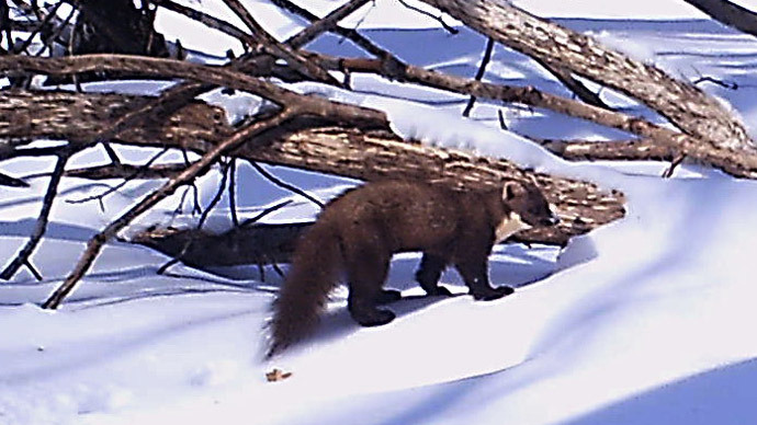 European pine martin (Photo from ceh.ac.uk)