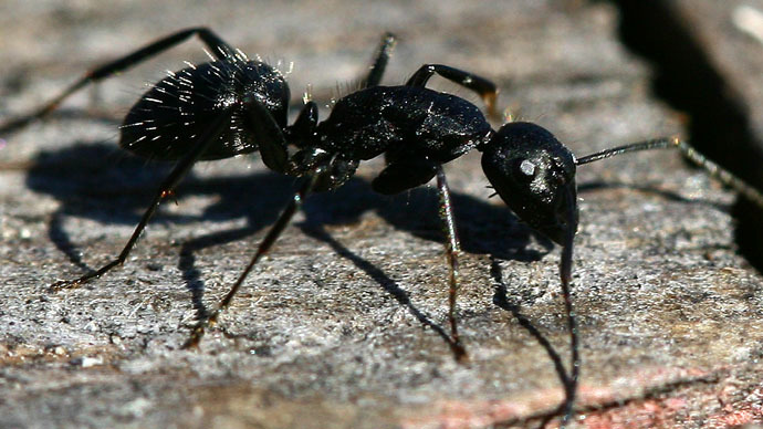 NYC litterbugs: Manhattan ants are hot dog fans, new report says