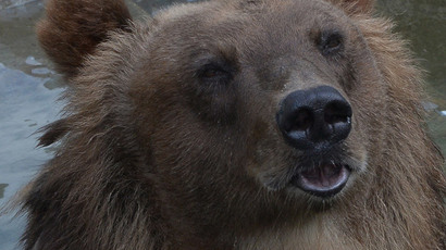 ‘Run it over!’ Locomotive runs over bear in Siberia… but animal survives (VIDEO)