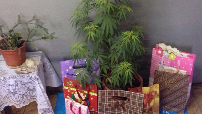 Chile police seize 6-foot-tall pot ‘Christmas tree’ in drug raid