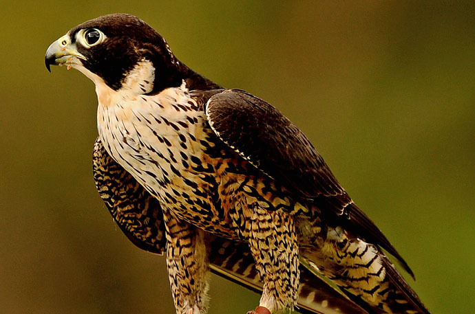 Peregrine Falcon (AFP Photo)